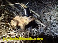 /home//u458753944/public_html/sourcegallery//Roxborough Toad Detour/2013-2019/2016/2016-03-31/P3310526.JPG